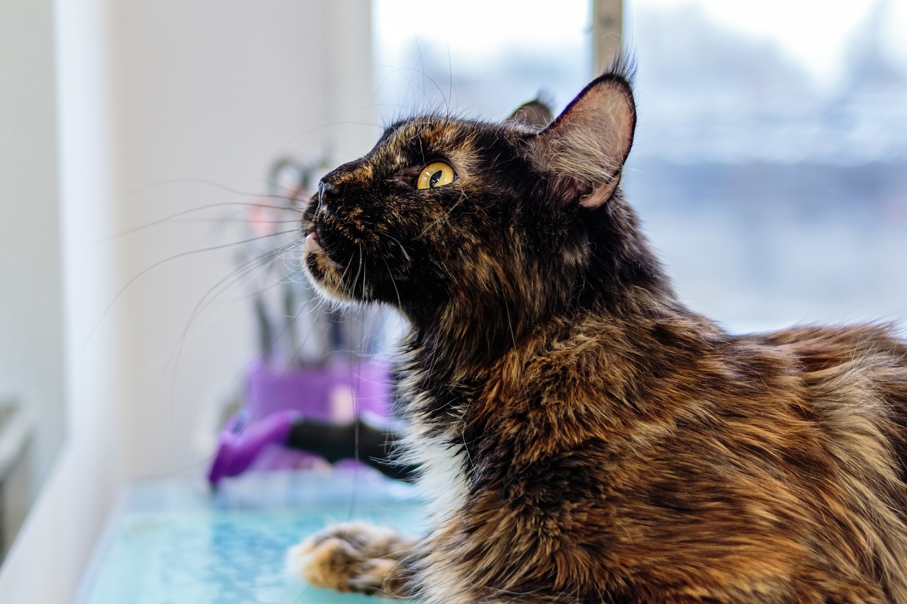 İstanbul Gaziosmanpaşa’da Çekişmeli Boşanma Sürecinde Hukuki Çözümler